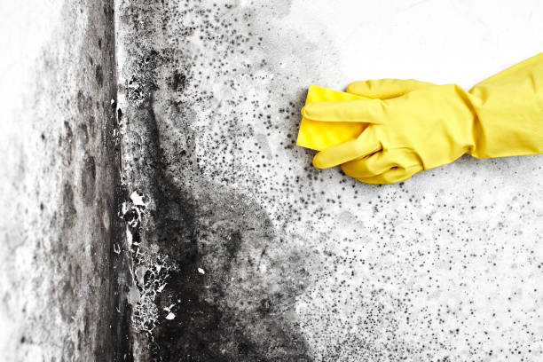 Best Local Mold Removal Service  in Roland, AR