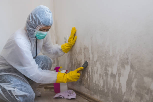 Best Black Mold Removal  in Roland, AR