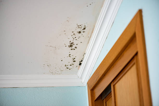 Best Emergency Mold Removal  in Roland, AR