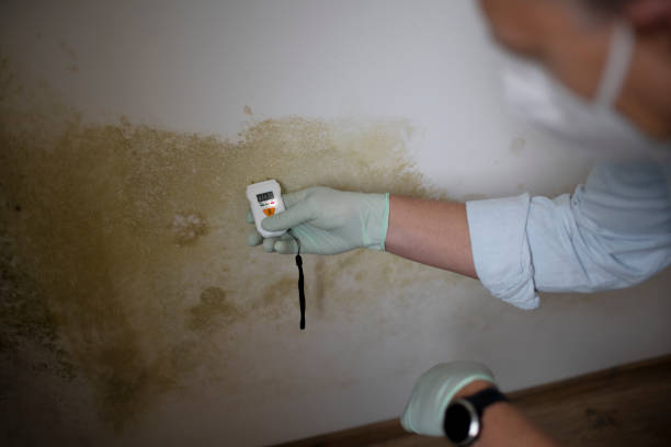 Best Same-Day Mold Removal  in Roland, AR