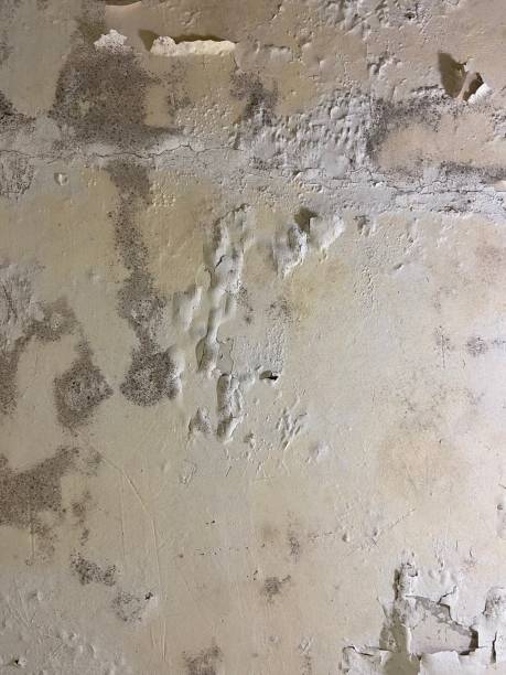 Best Mold Cleaning Services  in Roland, AR