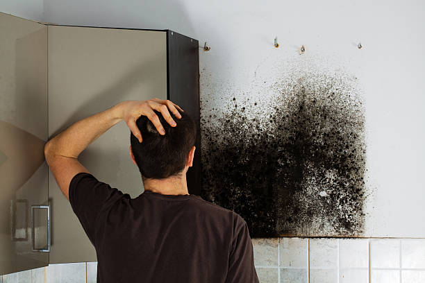 Mold Removal Process in Roland, AR
