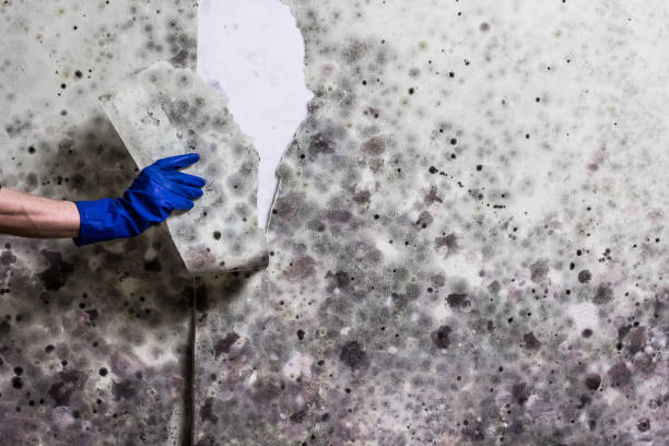 Best Home Mold Removal  in Roland, AR
