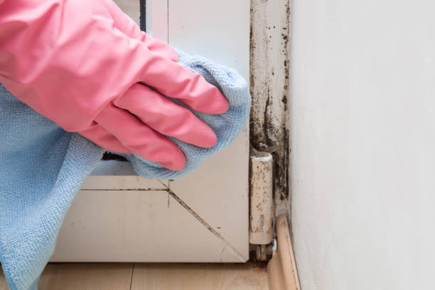 Best Mold Remediation Services  in Roland, AR