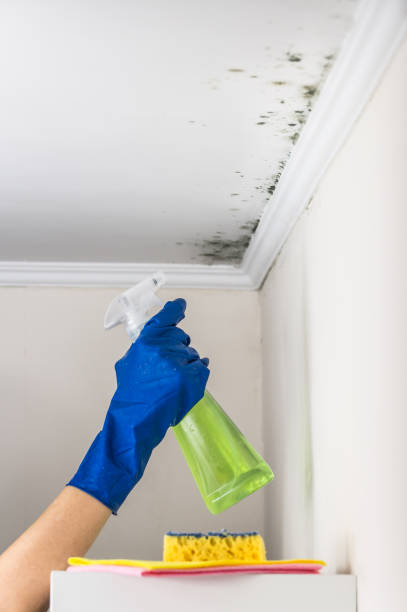 Attic Mold Removal in Roland, AR