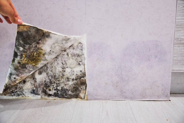 Best Fast Mold Removal  in Roland, AR